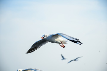 Obraz premium Seagulls are flying in the sky in the sea and looking for food,flying action bird.