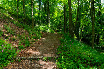 Fototapeta na wymiar Dark woodland path between tall trees up to High Tor in Matlock. Derbyshire.