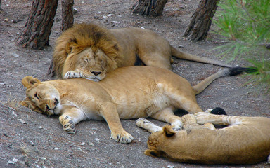 Lions resting