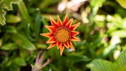 Gazania