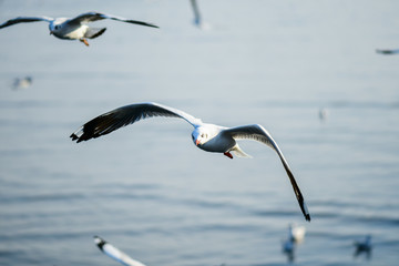Fototapeta na wymiar Seagulls are flying in the sky in the sea and looking for food,flying action bird.