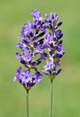 Lavendel, Lavendula, angustifolia