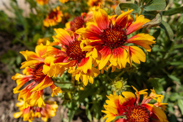 Yellow, orange and red guillardia flowers.