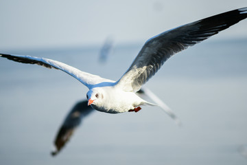 Fototapeta premium Seagulls are flying in the sky in the sea and looking for food,flying action bird.