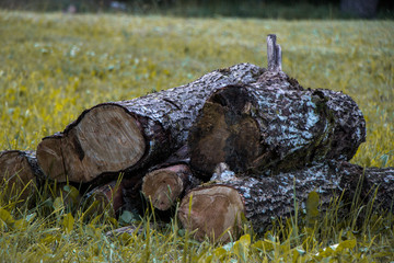 Pile of logs. Firewood