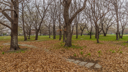 春の加曽利貝塚の風景