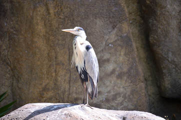 Long-legged Heron Standing and Taking a Sun Bath 