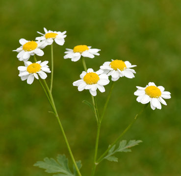Mutterkraut, Tanacetum parthenium