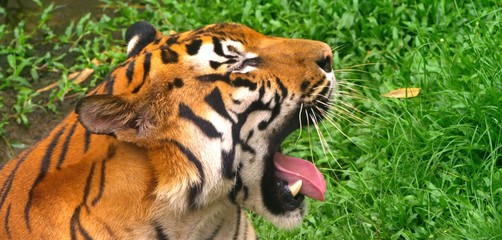 the eye of the tiger