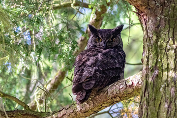 Great Horned Owl (Bubo virginianus)