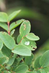 植物の上の水滴