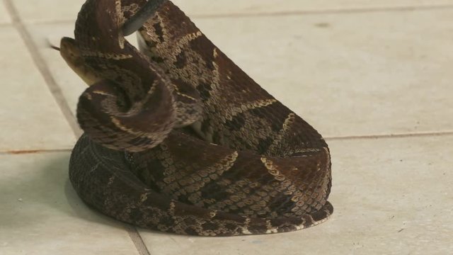 Extreme close-up low-angle panning shot of a large Fer-de-lance Snake (Bothrops asper) being lifted and moved using a snake handling steel hook, snake park, Costa Rica