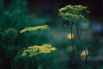 Processed with RNI Films. Preset 'Kodak Ektar 100'