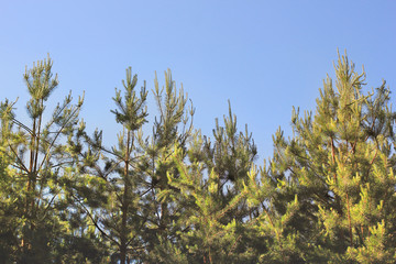 Pine forest against the sky. Background