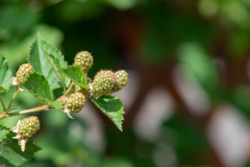 Young fruits of blackberry fruit, on the branch