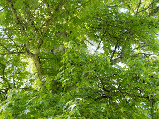 Liquidambar styraciflua or American sweetgum, remarkable tree, common hardwoods with summer foliage