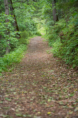 Waldweg