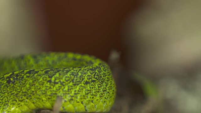 Extreme close-up low-angle still shot of a large coiled brown Fer-de-lance ( Bothrops asper ) tropical rainforest venous snake on a tiled floor at a Snake Park, , Costa Rica,  Central America