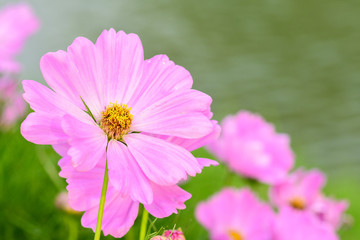 Closeup and Selective Focus Pink Cosmos Flower to see the beautiful colors  for wallpapers and backgrounds.
