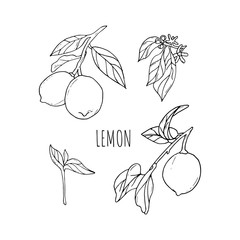 Lemon vector drawing. Lemon fruit artistic illustration.