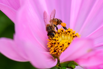 Closeup and Selective Focus Pink Cosmos flower pollen and The bee is looking for sweet water to see the beautiful colors  for wallpapers and backgrounds.