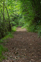 Fototapeta premium Waldweg