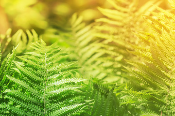 Fern leaves on blurred background