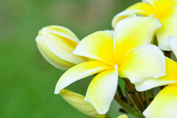 Closeup and Selective Focus White,yellow Plumeria Flower on the tree.