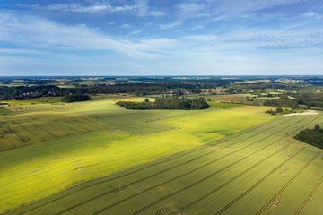 Wheat fields in countryside of Latvia.