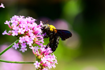 Closeup and Selective Focus Xylocopa latipes looking for pollen and sweet water to see the beautiful colors  for wallpapers and backgrounds.
