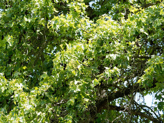 Liquidambar styraciflua or American sweetgum, a common hardwoods with sharply pointed palmate lobes leaves and spiny seed pods