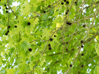 Liquidambar styraciflua or American sweetgum, a common hardwoods with sharply pointed palmate lobes leaves and spiny seed pods