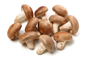 Shiitake mushroom on the White background 