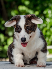 Beautiful brown young corgi dog playing in the green grass