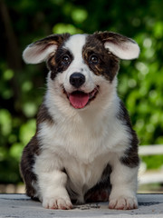 Beautiful brown young corgi dog playing in the green grass