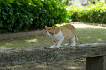 ベンチで爪を研ぐ猫