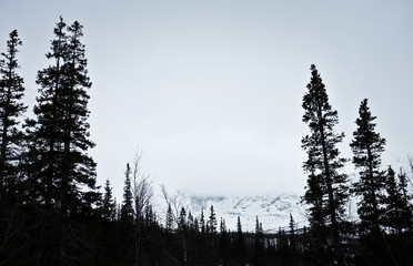 View on khibini foggy mountain from dark forest, Kola Peninsula, Russia. Trees silhouettes in front, frost snowy cliff in the background.