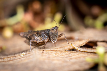 A camouflaged pygmy grasshopper from the family Tetrigidae