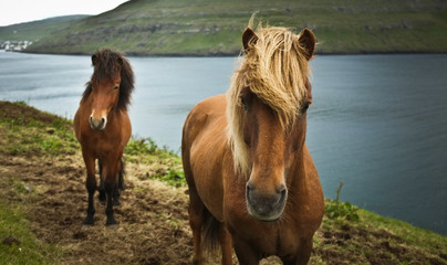 Portrait of two wild horses looking in camera, roaming on Faroe Islands; nearest is elder one with beige yellow mane; small foal with dark brown grieve; grey river on the background, with shore behind