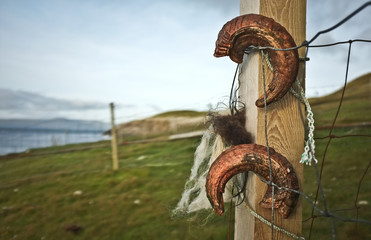 Hanged on wooden plank horns dropped by ram\sheep, Faroe Islands; metal net around it; blured green hills with blue ocean landscape in the background