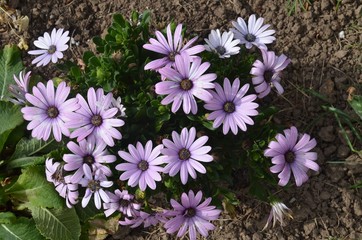 Osteospermum ecklonis - Bornholmer Margerite lila blühend im Garten 