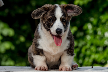 Beautiful brown young corgi dog playing in the green grass