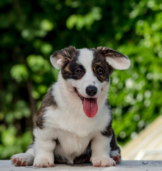 Beautiful brown young corgi dog playing in the green grass