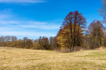 Country field with bare trees in autumn or winter