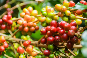 Yellow ,Red and Green coffee beans are on the Coffee tree,Organic Coffee.