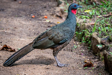 Jacu (typical guan jacquacu) birds  - 275279207
