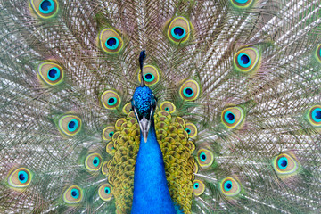 Obraz premium beautiful peacock with an open tail in the zoo