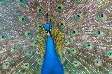 Obraz premium peacock with open tail