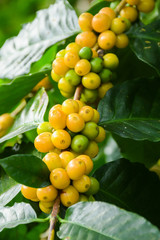 Yellow and Green coffee beans are on the Coffee tree,Organic Coffee.