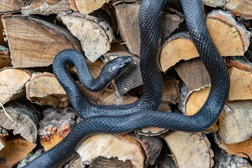 A beautiful black rat snake curled up on a pile of  split logs